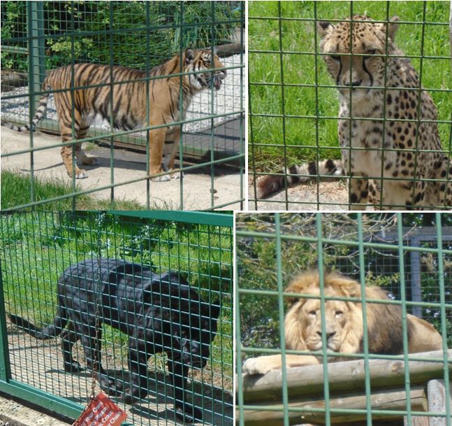 A collage of different animals in a cage

Description automatically generated